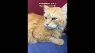 My annoyed cat #cat #annoyedcat #funnycats #funny