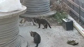Cute cats step on man, attack man's hand, and ask man for food