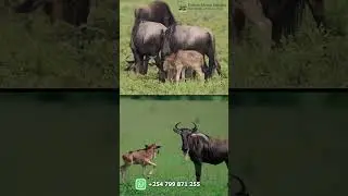 10 Day Tanzania&rsquo;s Calving Season Safari