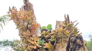 Lindos arranjos de suculentas  em tronquinhos de madeira 