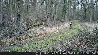 Rockingham Forest Deer