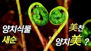 퍼니의 양치식물, 봄의 서프라이즈 선물- 양치식물 새순, 미(美)친 양치미(美) 5종