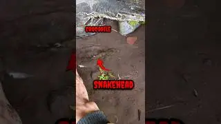 how to catch snakehead in fishing planet - SNAKEHEAD FISH #shorts  #fish #channa #viralvideo