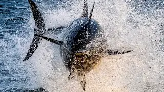 Giant 1000Ib Tuna - Almost Jump in the boat