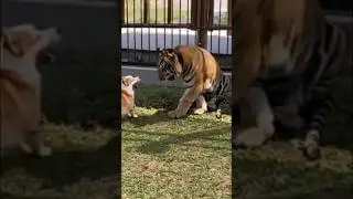 Dog playing with different animals