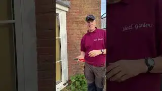 Growing climbing roses in a small area. 