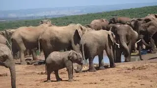 Kleine olifant speelt met slurf