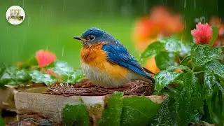 🌸Bird Sounds & Soft Piano &ndash; Natural Music for Focus and Calm🕊️💤