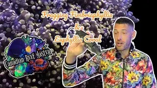 Fragging Fimbriaphyllia and Euphyllia Coral! Rare Indonesians ORange Frogspawn Coral