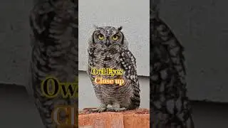 Look at those huge eyes: OWL eyes close up 👀 It's a staring contest. I lost,OWL's stare was too much