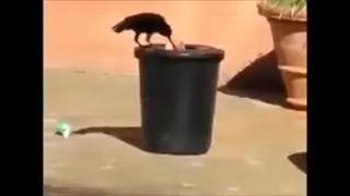 Swachh barath||crow is a member for Swachh I.e. cleaning