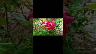 Today's Multan Roads😒 in rain⛈️but create your own way & happiness for every new day🥰#flower#college