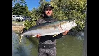 Spearfishing Yellow Tail kingfish, Tuskfish, Moses Perch, Crayfish and Gold Spot Wrasse.