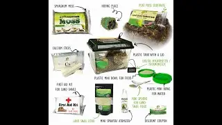Unboxing the Ultimate Land Snail Starter Kit: Your Guide to Raising Happy and Healthy Snails