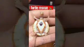 Turtle with exposed heart 🐢❤️#shorts