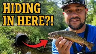 CATCH AND COOK | FALL CREEK Fishing | What's HIDING In These TINY Creeks? #fishing  #fishingvideo