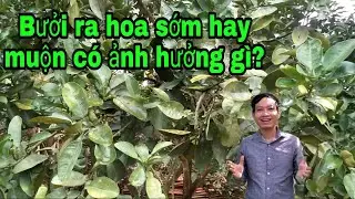 Bưởi Diễn ra hoa sớm hay muộn có ảnh hưởng gì đến việc đậu quả?bưởi Rỏn