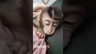 Обезьяна уснула на руках 🐒😴#shorts