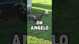 ANGELOOOO! &hellip; You Feathered Clucker, Where&rsquo;d You Go?!&rdquo;🐔#angelo #italian #chickens #backyardchickens
