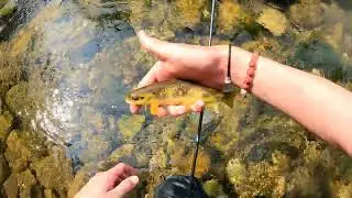 PESCA A NINFA in micro torrente | alla ricerca delle TROTE SELVATICHE