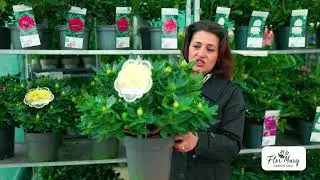 Rhododendron &ndash; Arbust Peren de Himalaya, Rezistent la Ger