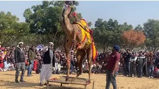 Camel Festival and Camel Dance #dance #camel #camelfestival #camel_racing 