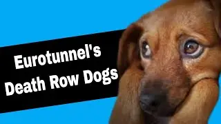 Eurotunnel&rsquo;s Death Row Dogs - Sign the Petition