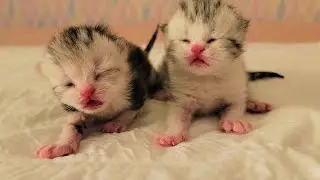 Little kittens meow loudly when the mother cat is not around