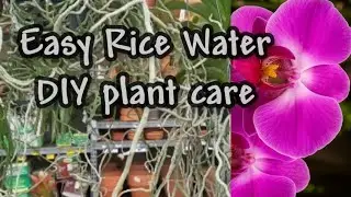RICE WATER ICE 🧊 CUBES FOR ORCHIDS 🌸/EASY DIY PLANT CARE HACK