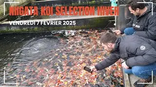 Tosai Carpes Koï : Notre Sélection Unique Lors de Notre Séjour au Japon