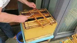 Natuurlijk imkeren. Het schonen van kastramen in een stoomwassmelter.  deel 2