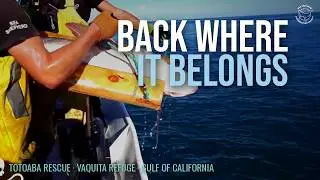 Sea Shepherd спасает первую тотоабу этого сезона