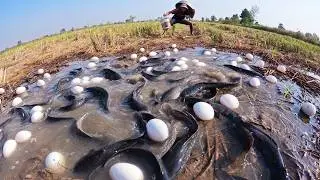 Top Video Skills Fishing - Catch a lot of fish after rain at rice field and pick eggs by skills hand