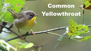 Get To Know The (Adorable) Common Yellowthroat
