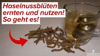 Haselnussblüten verwenden - Was man damit alles machen kann!