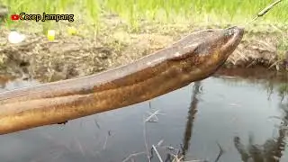 Sudah Puluhan Tahun Belut Purba Ini Hidup di Area Persawahan