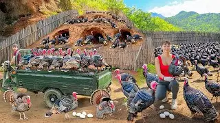 Rewind Timelapse: Harvest 1000+ Turkeys - Use 3 Wheeled Truck to Transport Big Turkeys Go to Market