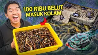 MASUKIN 100RIBU BELUT KE KOLAM! MONSTER TOMAN MENGAMUK!