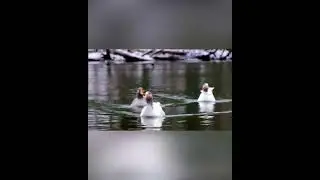 White Duck Sailing Nature Forest 4K Nature Scenery, Beautiful Relaxation Music &bull; Our Planet #short