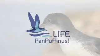 LIFE PanPuffinus! project launch video (EN)