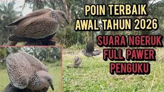 Poin spesial awal tahun 2026 suara ngeruk full PAWER penguku @simbolonterkukur 🔥🔥