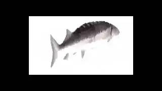 Fish spinning to Funkytown (low quality)