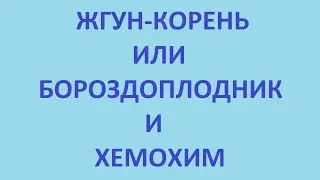 жгун корень или бороздоплодник и хемохим