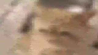 Cat Screaming At Camera (Sped Up)