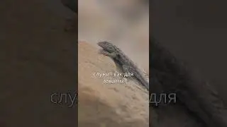 🦎🏜️ The Mali desert lizard is a master of camouflage and survival! Learn these amazing facts! 🌟