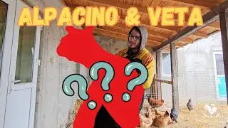 Inca 2 animăluțe noi în ferma