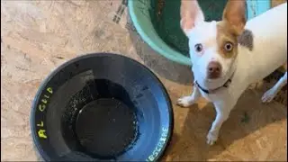 al gold prospecting is live! Gold weighing with HALO. How much gold?