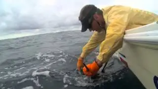 Releasing a Sailfish