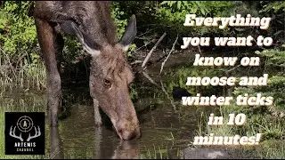 Everything you want to know about moose and winter ticks in 10 minutes