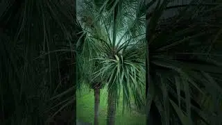 Palm trees and rain #shorts #rain #palmtrees #florida